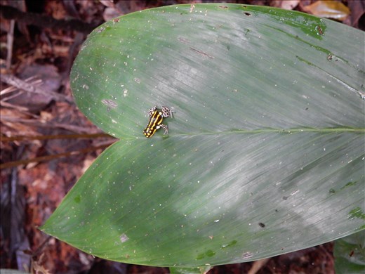 Our jungle hike adventure was to find the poisonous tree frog. About the size of your thumb nail it came in two different colors, yellow and black and red and black. A blow dart rubbed on the back of this frog could kill a monkey in about 5 minutes. 