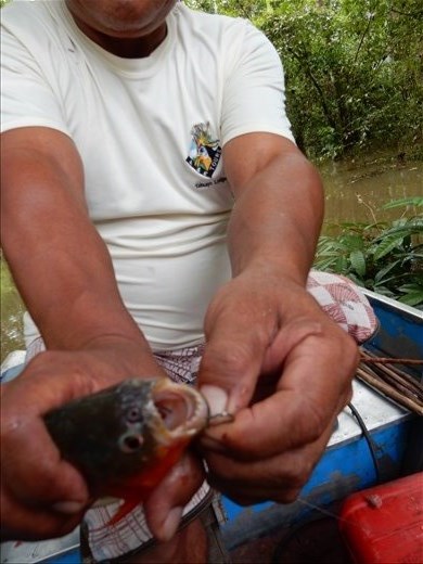Fishing with only a wood pole and hook we were able to catch a few piranha using only chunks of beef. 