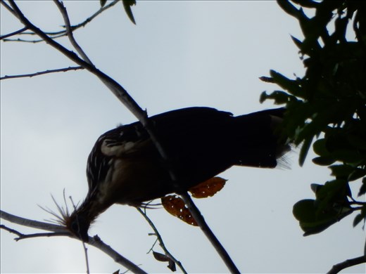 This is a Watson Bird. It's very rare and prehistoric looking. It's even on every logo of the company so we knew it was pretty important. We spent hours looking for it in a canoe through thick jungle brush fighting off red fire ants, mosquitoes, thorns and snakes just to get a look at it before it flew off. 