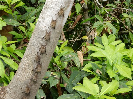 These are long nosed bats. They hang out just like this on trees in the daylight all over the jungle. 