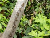These are long nosed bats. They hang out just like this on trees in the daylight all over the jungle. : by danidawnandstevo, Views[258]