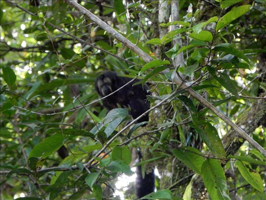 One of the many species of monkeys we saw in the wild. This one with his fumanchu is called the Saki monkey. 