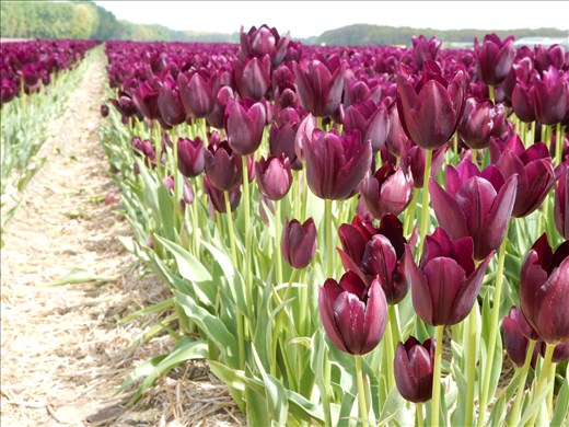 Rows of tulips.