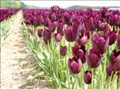 Rows of tulips.: by danidawnandstevo, Views[320]