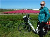 Began our biking journey across the Netherlands. Tulip fields are everywhere. : by danidawnandstevo, Views[402]
