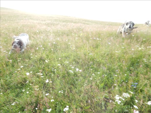 Sheep dogs are very protective of their sheep. 