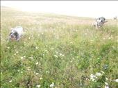 Sheep dogs are very protective of their sheep. : by danidawnandstevo, Views[374]
