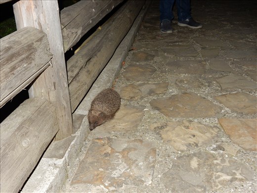 Returning to our hotel we saw a hedgehog in the driveway. 