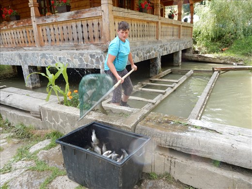 Ate at a fantastic restaurant that was also a trout farm. Catch them with a net then fry them up. 