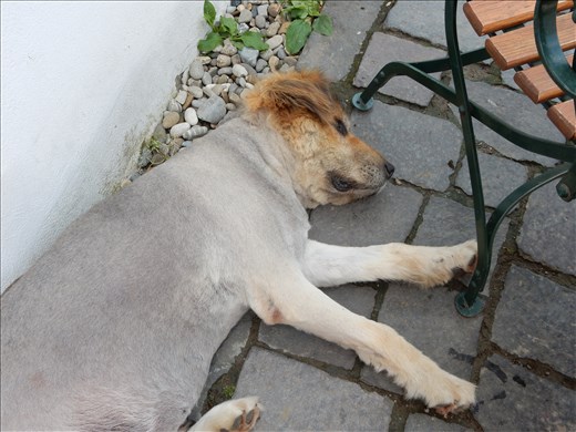 This is the most popular dog in Signisoara. His name is Jimmy Dogson and he has his own Facebook page with 4,000 friends. 