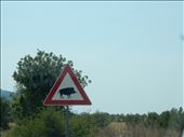 Gotta watch out for these guys!: by danidawnandstevo, Views[687]