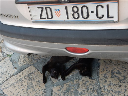 Cat insurance fraud suspects. 