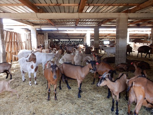 Goat cheese farm employees. 