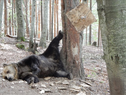 This bears name was Bobby. He's now living the good life. 