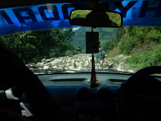 There were a few goat jams along the way due to a festival the was taking place nearby. 