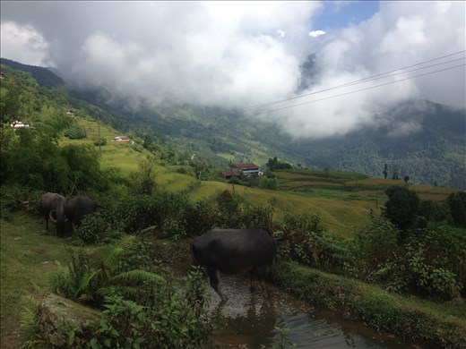 Buffalo wallowing in the pond. They are all along the trail and very tame. 
