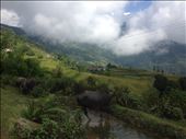 Buffalo wallowing in the pond. They are all along the trail and very tame. : by danidawnandstevo, Views[383]