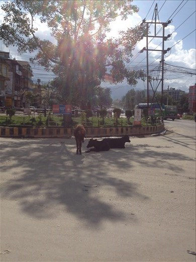 Back to the city where the cows are sacred and roam the streets freely. 