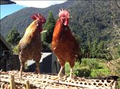 Mighty handsome roosters indeed.: by danidawnandstevo, Views[240]
