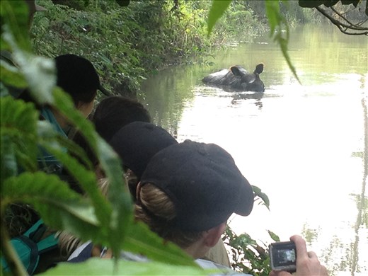 After riding in the canoe we took a hike through the jungle and came across a rhino cooling off in the river.