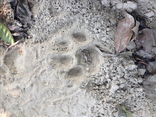 Came across fresh tiger tracks but never got to see one. 