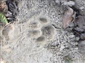 Came across fresh tiger tracks but never got to see one. : by danidawnandstevo, Views[258]