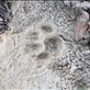 Came across fresh tiger tracks but never got to see one. : by danidawnandstevo, Views[228]