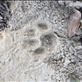 Came across fresh tiger tracks but never got to see one.  Views[174]