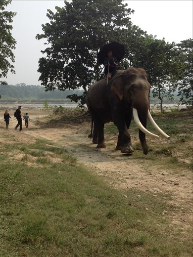 Domesticated elephant. 