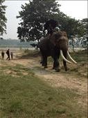 Domesticated elephant. : by danidawnandstevo, Views[222]