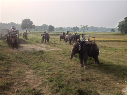 Took an elephant ride for more animal spotting. 