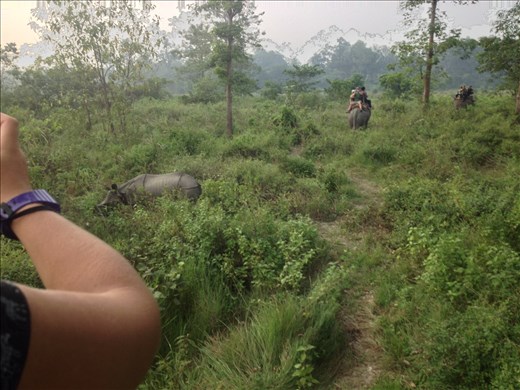 Spotted another rhino. 