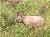 More rhino: by danidawnandstevo, Views[463]