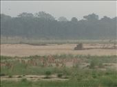 Deer or tiger food. : by danidawnandstevo, Views[415]