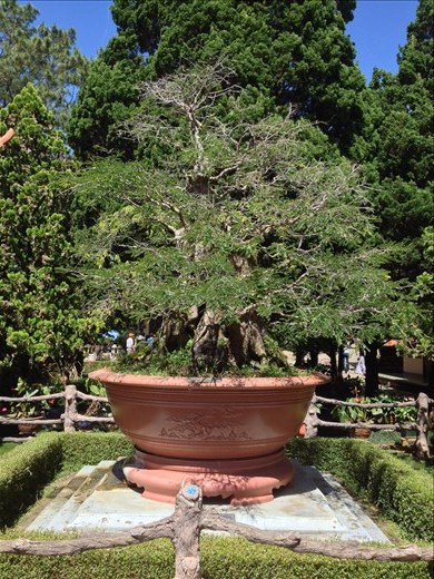 350 year old bonsai tree. 
