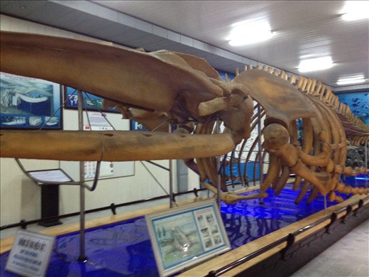 National Oceanographic Museum of Vietnam. Humpback skeleton found in 1994 in a farmers field 4 km from the sea. 