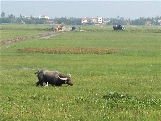 Water buffalo and cattle egret have a great relationship. The egret sits on the buffalo's back and eats little bugs that tend to bug bite and bother the buffalo. 