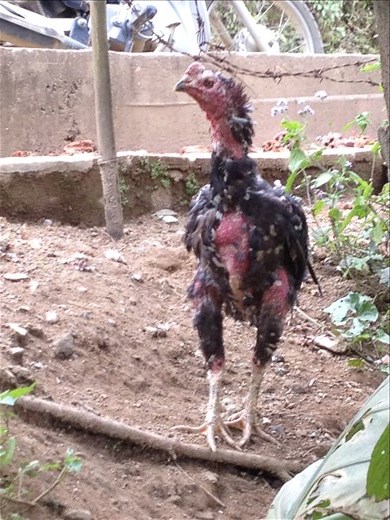 Scraggley turkey award goes to this guy. 