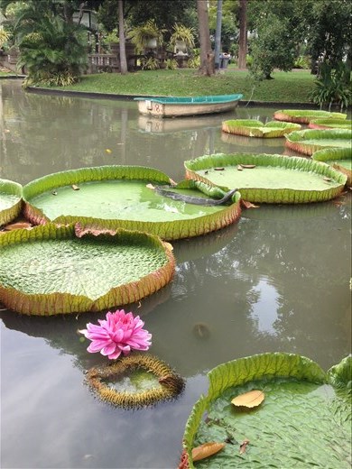 A nice walk through the park watching giant lizards resting on giant lilly pads turned to horror upon realizing we are the only ones near the edge of the pond.  