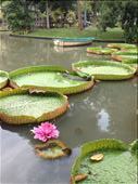 A nice walk through the park watching giant lizards resting on giant lilly pads turned to horror upon realizing we are the only ones near the edge of the pond.  : by danidawnandstevo, Views[408]