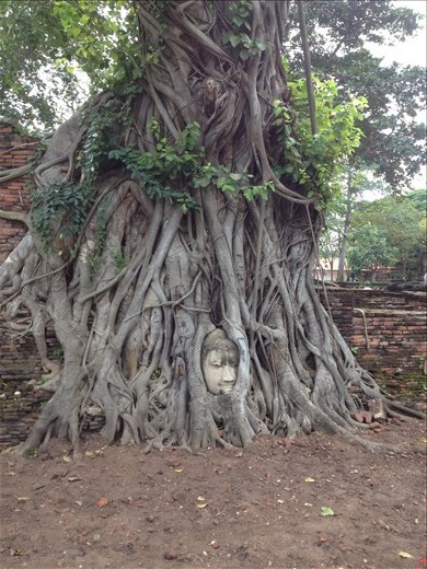 Wat Maha That or the Monastery of the Great Relic and Buddha head in the tree roots. Built in the 14th century the monastery was invaded in 1767 and many of the Buddha heads were vandalized. More recently thieves decapitated all of the remaining heads and sold them on the black market. It was said this head was more than likely hid by a thief and forgotten