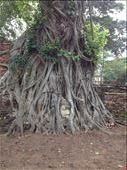 Wat Maha That or the Monastery of the Great Relic and Buddha head in the tree roots. Built in the 14th century the monastery was invaded in 1767 and many of the Buddha heads were vandalized. More recently thieves decapitated all of the remaining heads and sold them on the black market. It was said this head was more than likely hid by a thief and forgotten: by danidawnandstevo, Views[334]