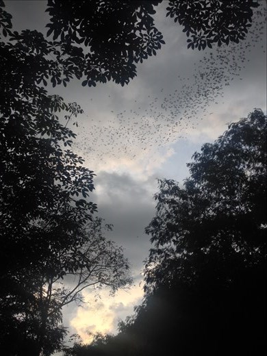 Two million bats exiting a cave took over an hour. 