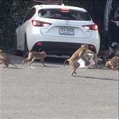 We called this the great monkey lunch caper. They jumped into a van and stole it. : by danidawnandstevo, Views[298]