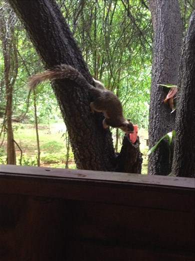 Breakfast friend our first morning in Sri Lanka and he loves watermelon. 
