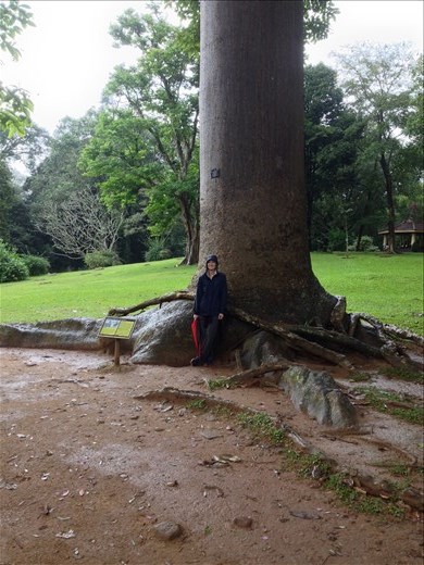 Royal Botanical Gardens in Kandy. 