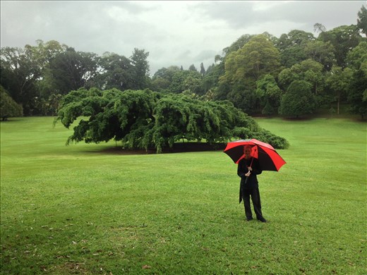 A giant fig tree in the Royal Botanical Gardens in Kandy. 