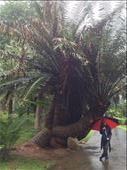 A visit to the Sri Dalada Maligawa Royal Botonical Gardens in Kandy. : by danidawnandstevo, Views[371]