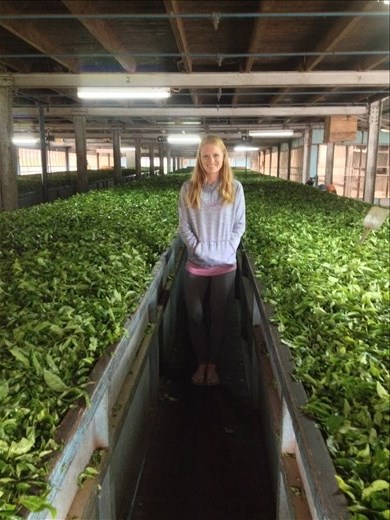 A visit to Craigie Lea Estate tea factory. 