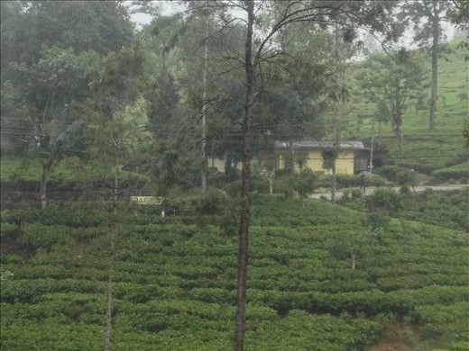 Craigie Lea tea plantations. 